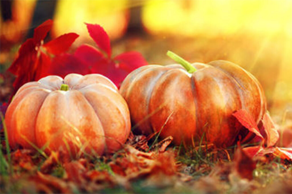Two pumpkins rest on grass surrounded by red autumn leaves, with sunlight shining in the background—a perfect snapshot of autumn charm at Sterling Ranch CO, tucked within the vibrant Denver metro area.