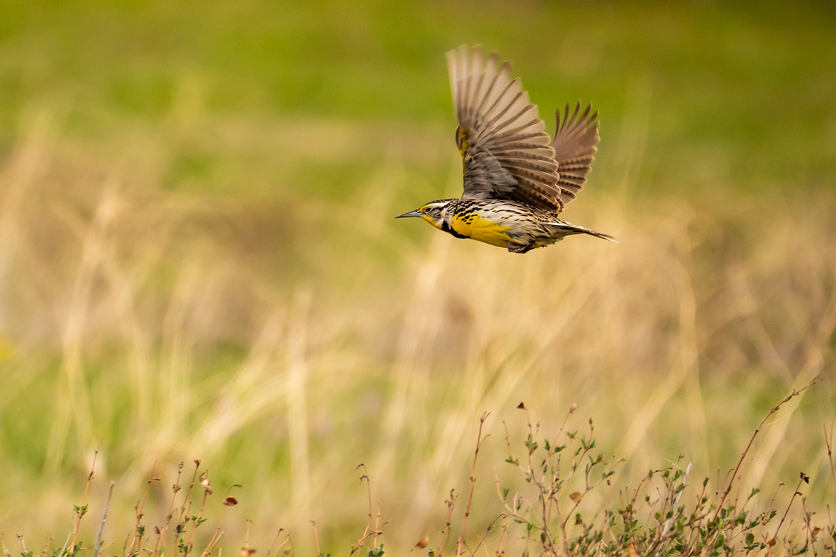 A bird with brown and yellow feathers flies above dry grass with blurred greenery in the background in Sterling Ranch, Colorado.