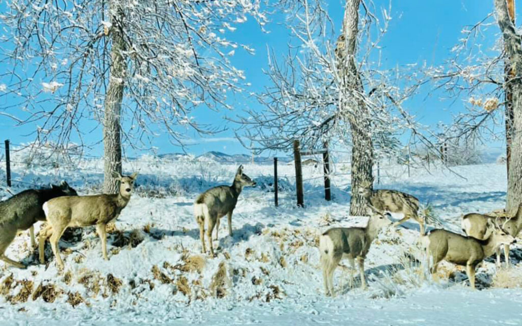 A group of deer stands and grazes on snow-covered ground near leafless trees and a fence on a clear winter day in Sterling Ranch, Colorado.