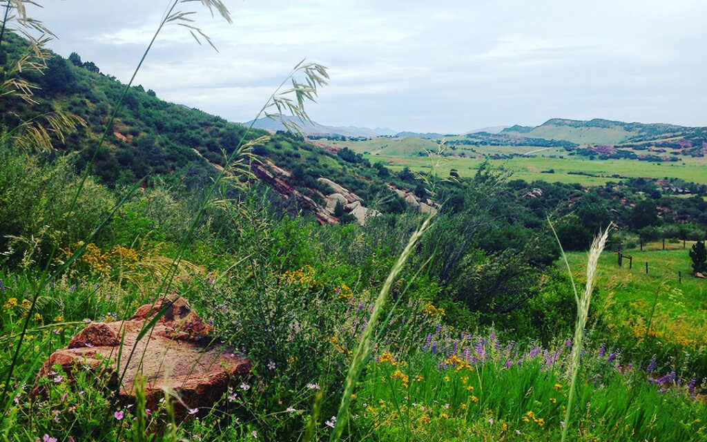 Green rolling hills, wildflowers, and grasses under a cloudy sky, with rocks and distant mountains visible in the landscape—a scene reminiscent of Sterling Ranch Colorado near Littleton CO on the edge of the Denver metro area.