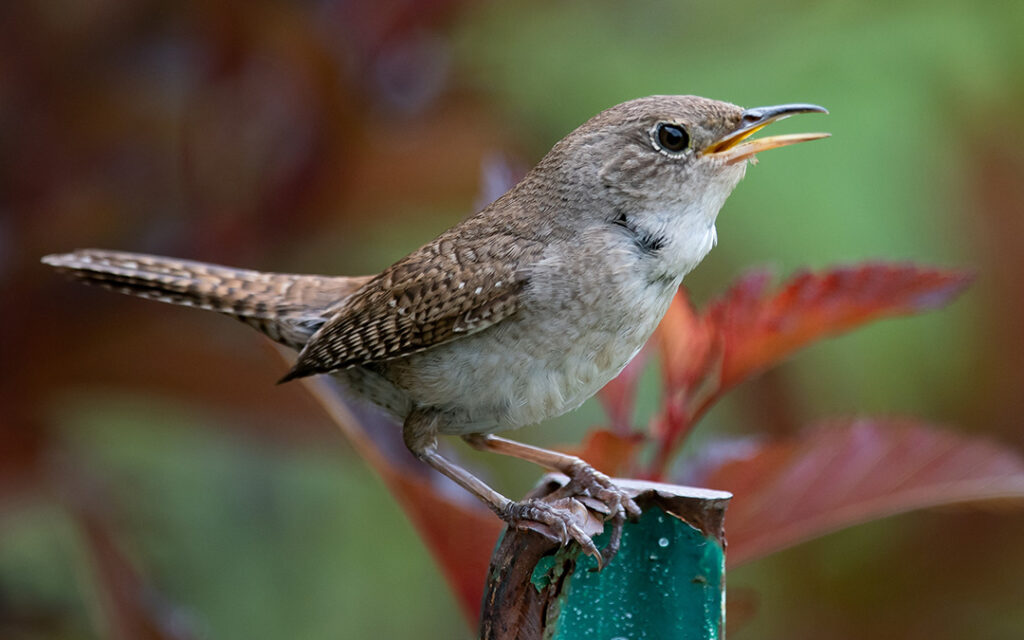 A small brown bird with a spotted wing and tail perches on a post, beak open as if singing, with green and reddish foliage in the background in Sterling Ranch, Colorado, southwest of Denver.