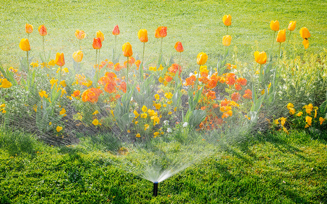 A sprinkler waters a green lawn in front of a flower bed with yellow and orange tulips and other flowers in bright sunlight at Sterling Ranch, Colorado, southwest of Denver.