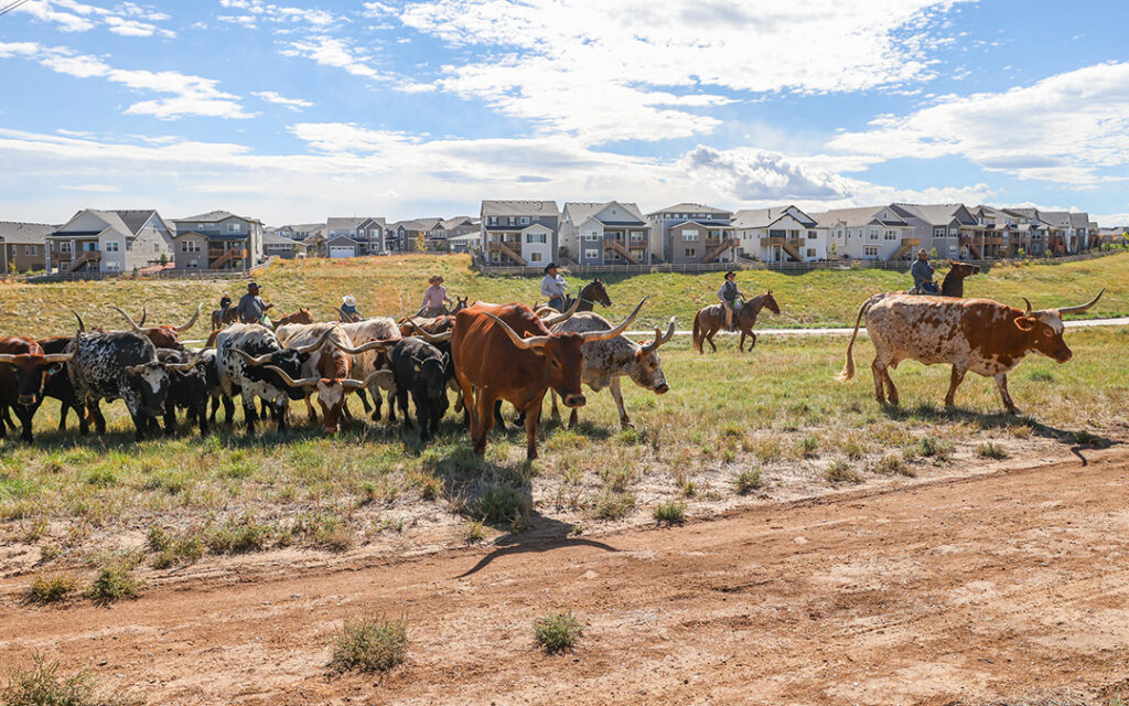Ranchers on horseback herd longhorn cattle across a grassy field with suburban houses in the background under a partly cloudy sky, capturing a timeless scene southwest of Denver near Sterling Ranch, Colorado.
